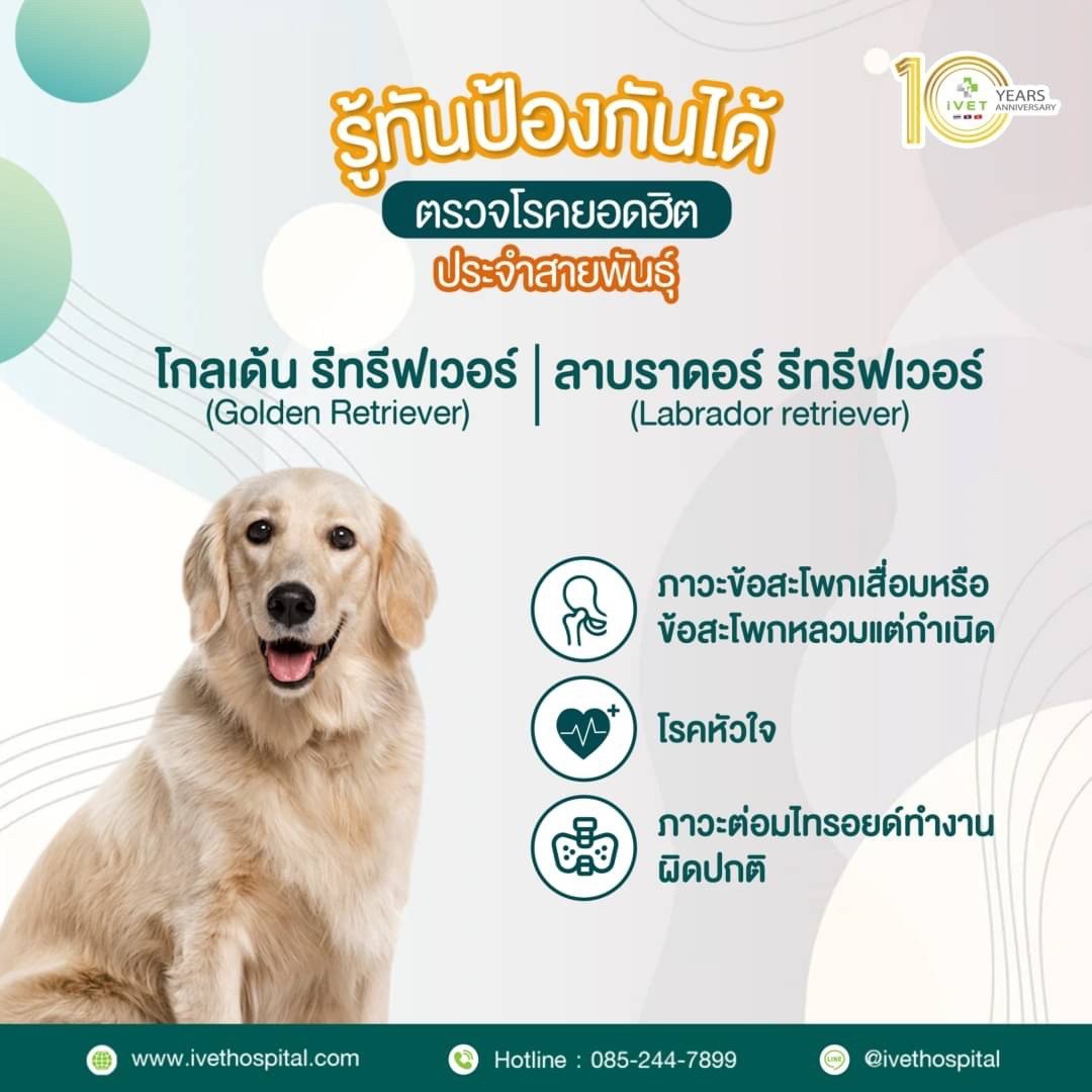 สายพันธุ์ โกลเด้น รีทรีฟเวอร์ / ลาบราดอร์ สายพันธุ์ โกลเด้น รีทรีฟเวอร์ / ลาบราดอร์